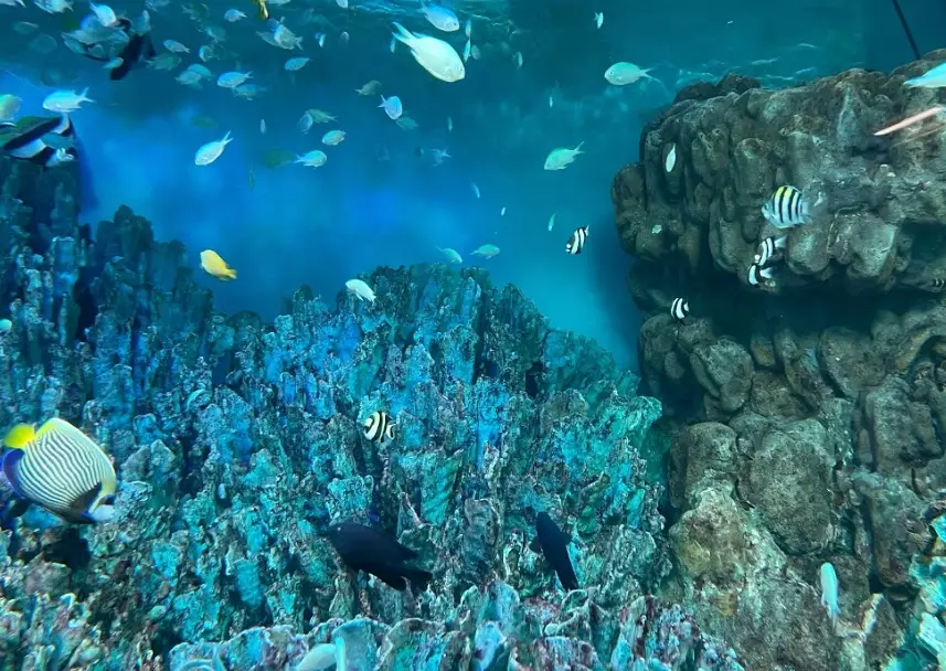 太陽城水族館 優惠票