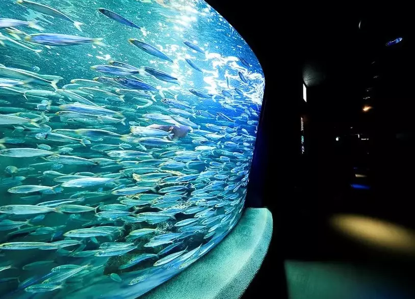 陽光水族館交通