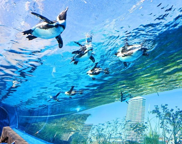 陽光水族館 評論