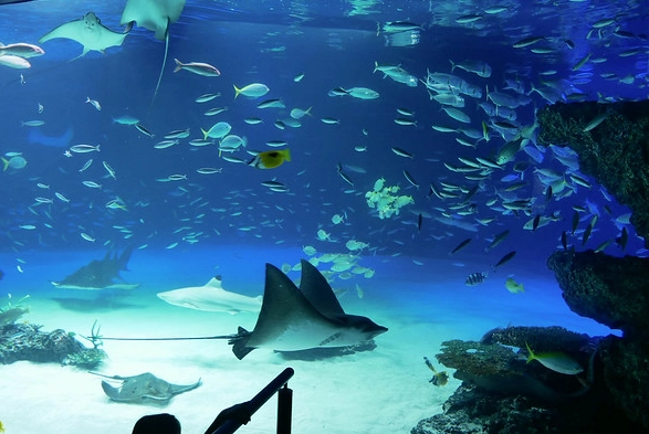 太陽城水族館 門票