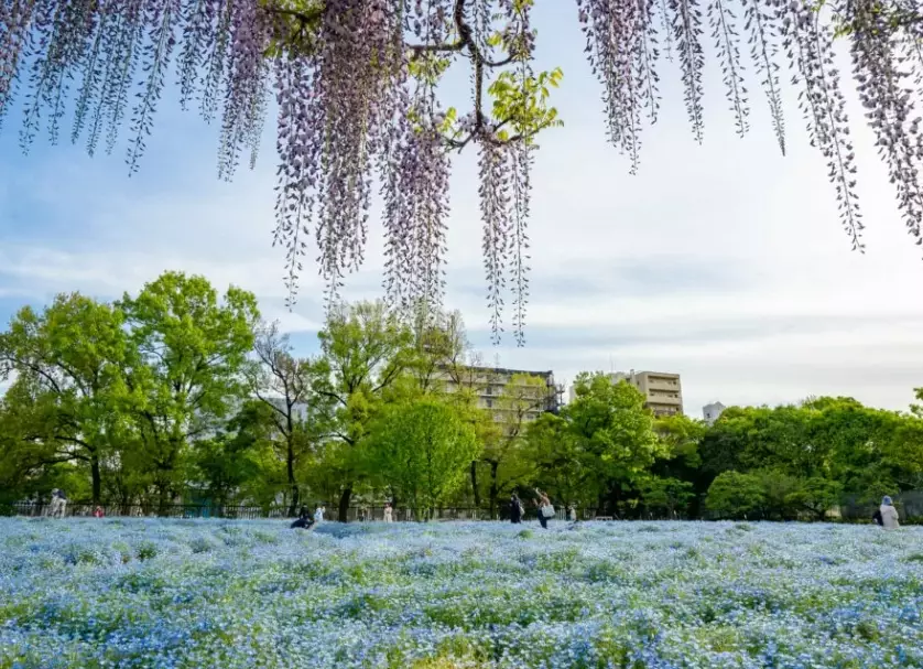 大阪長居植物園 交通