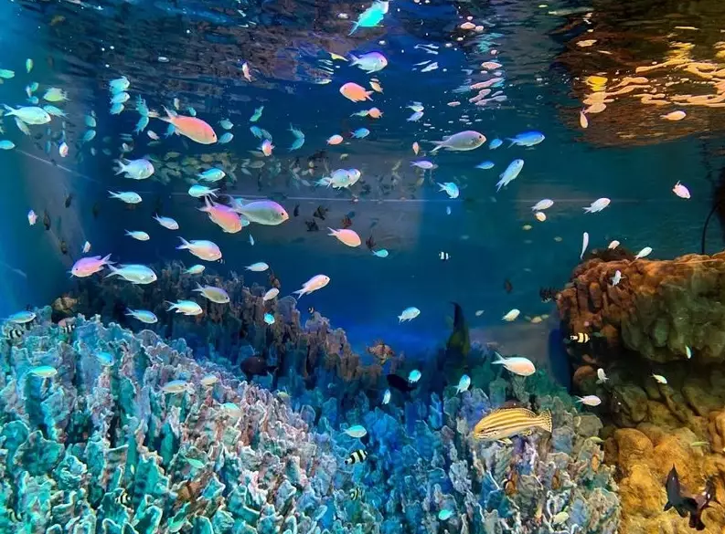 陽光水族館門票
