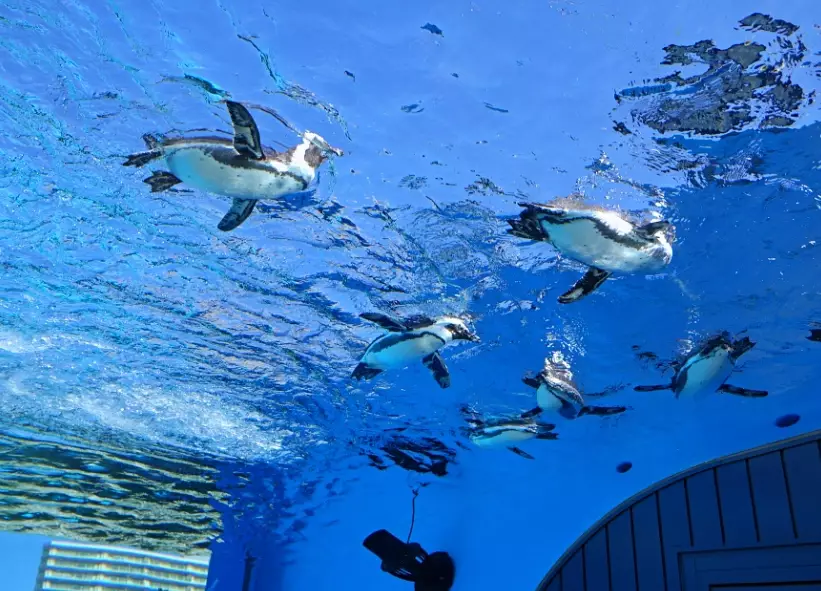 陽光水族館交通