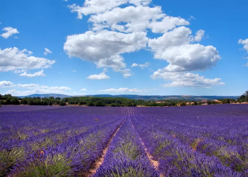 薰衣草 種植 方法