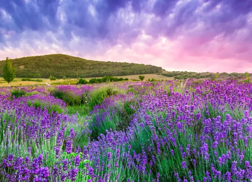 普羅旺斯薰衣草 台灣