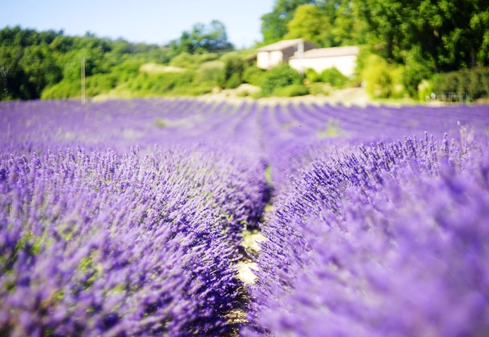 薰衣草 農場 推薦
