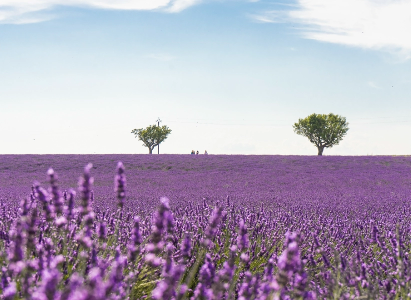 薰衣草 農場 推薦