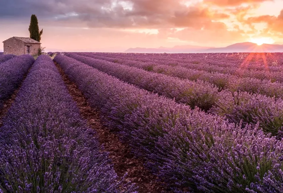 薰衣草 種植 方法
