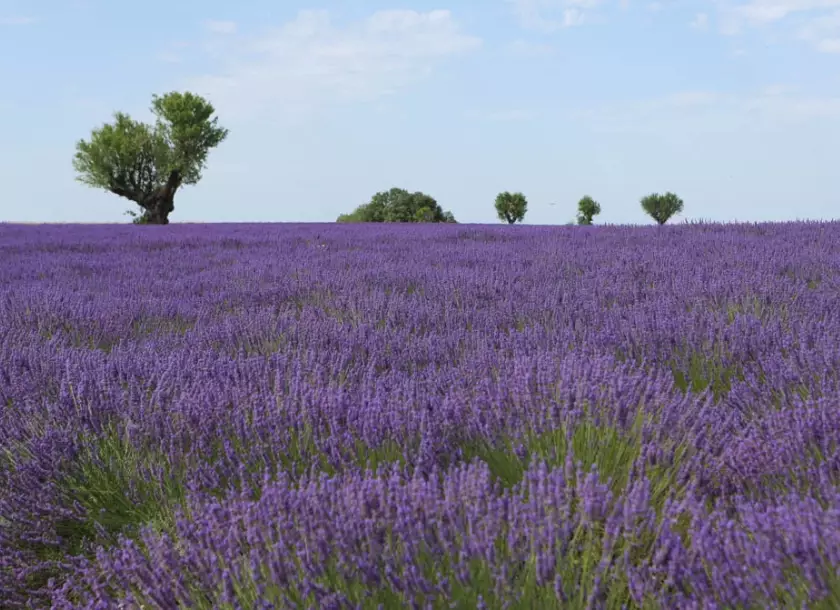 普羅旺斯薰衣草 台灣