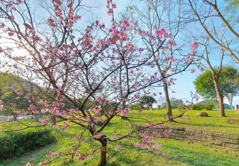 大溝溪生態治水園區 櫻花
