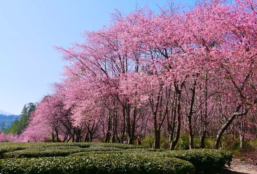 台湾樱花季