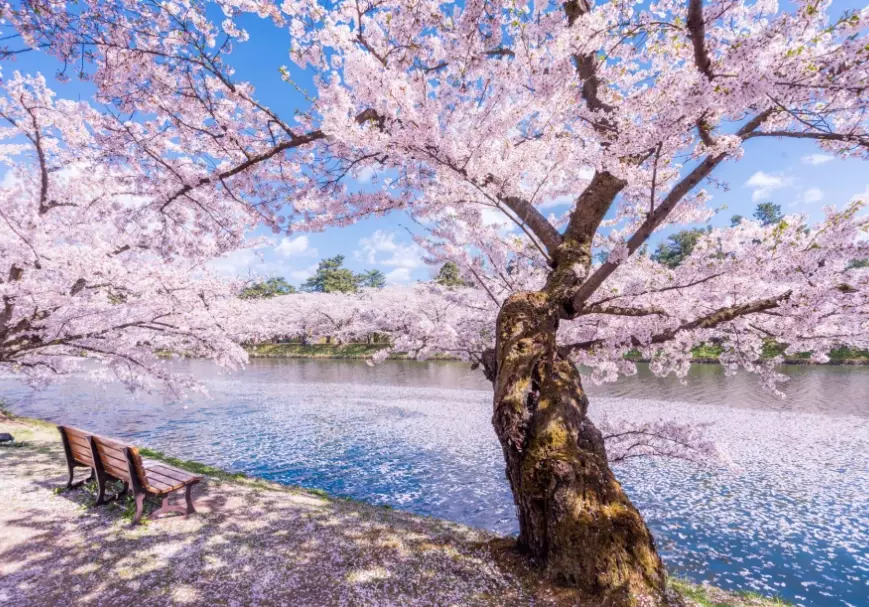 樱花开花预测