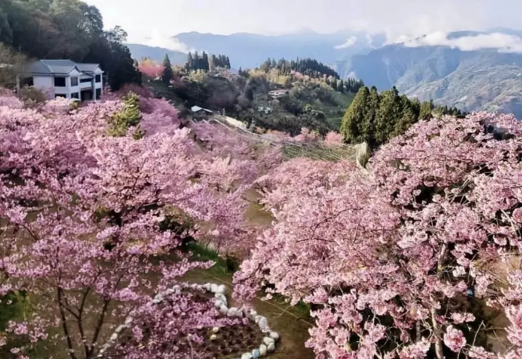 台湾樱花季