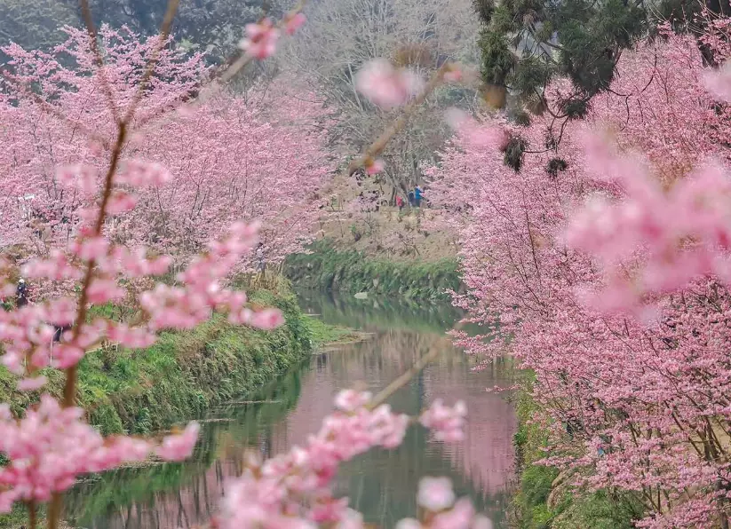 樱花开花预测