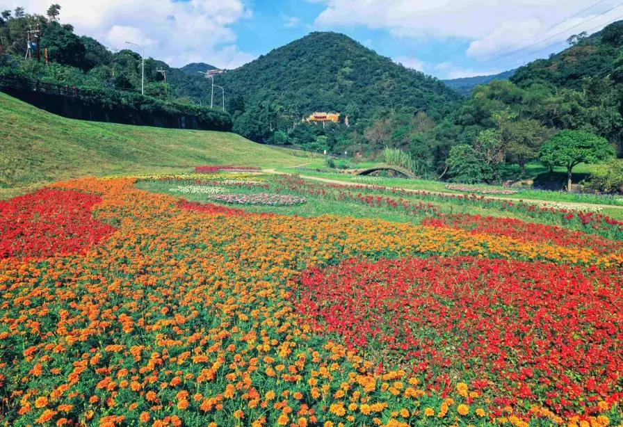 大溝溪生態治水園區 櫻花