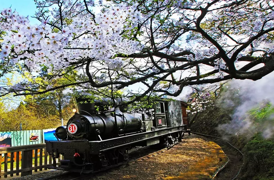 阿里山開車