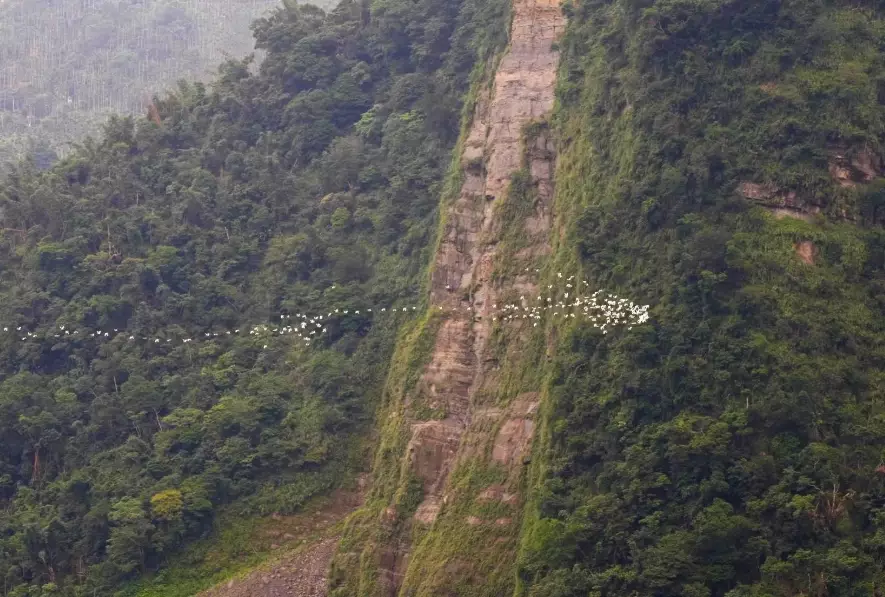 嘉義賞鳥地點