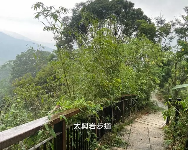 阿里山賞鳥