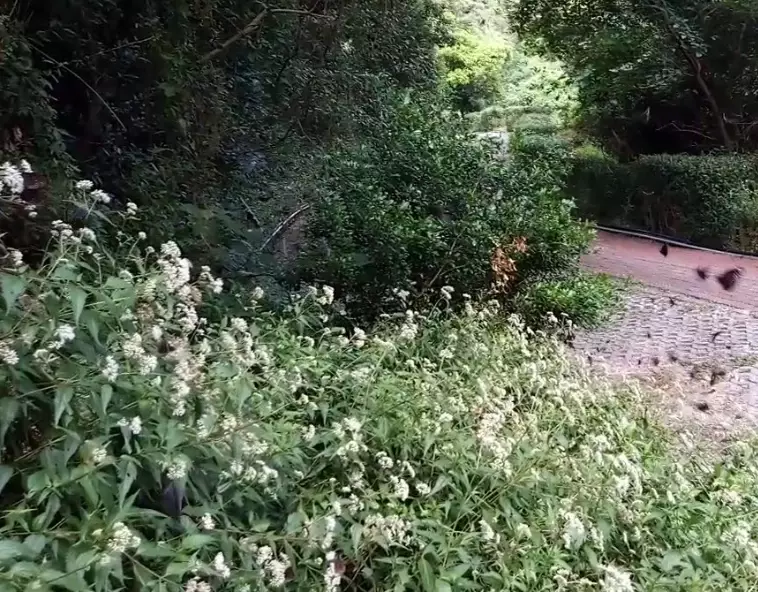 山林旅遊