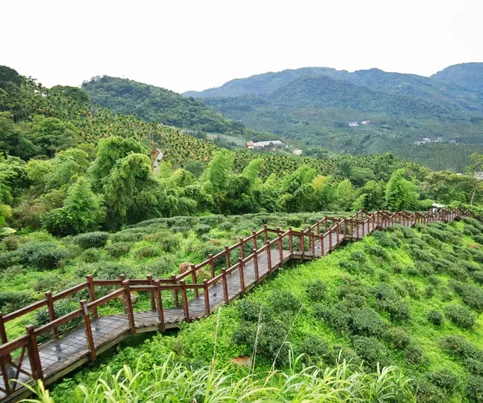 阿里山賞鳥