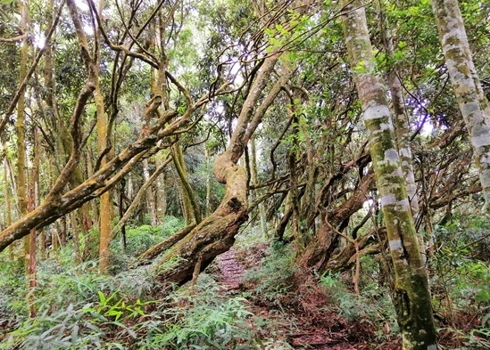 橫嶺山步道