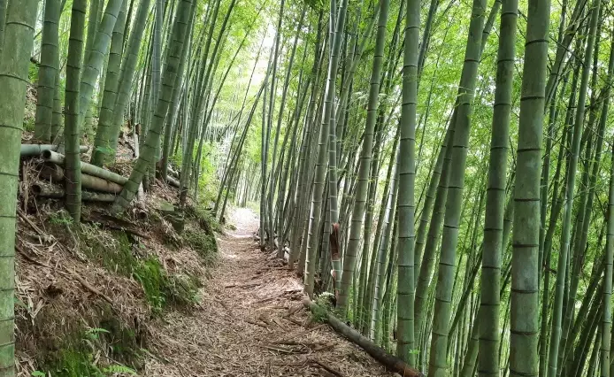橫嶺步道交通