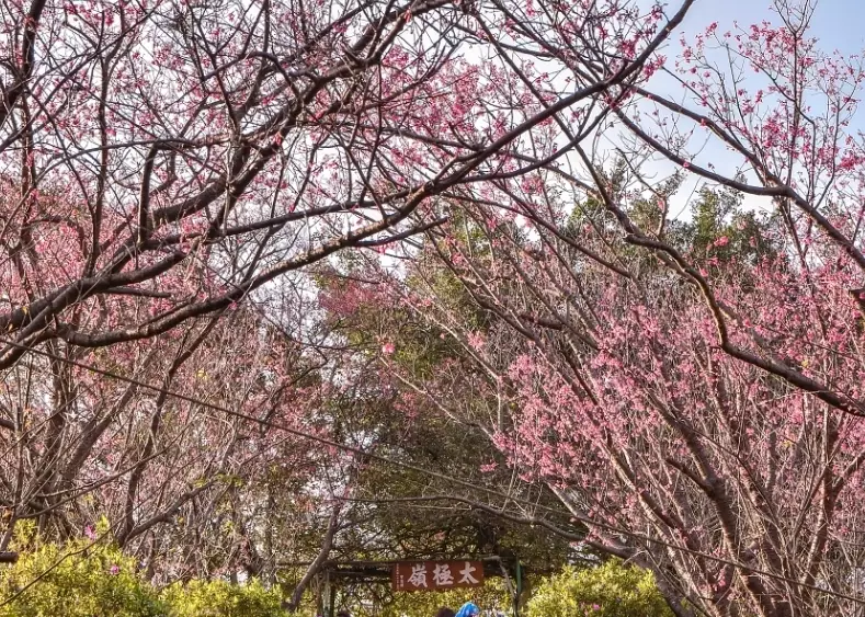 土城賞櫻