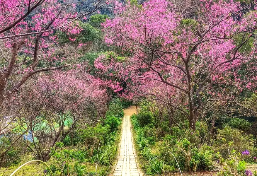 新北櫻花景點