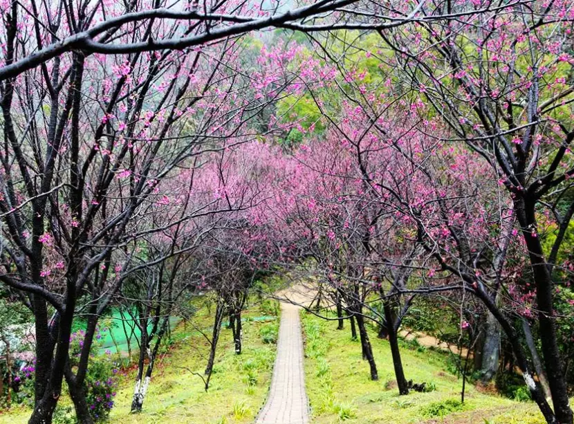土城賞櫻
