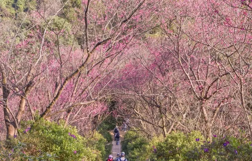 新北櫻花景點