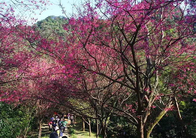 新北櫻花景點