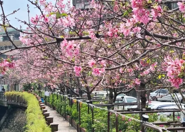 土城賞櫻