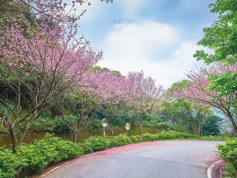 台中櫻花步道