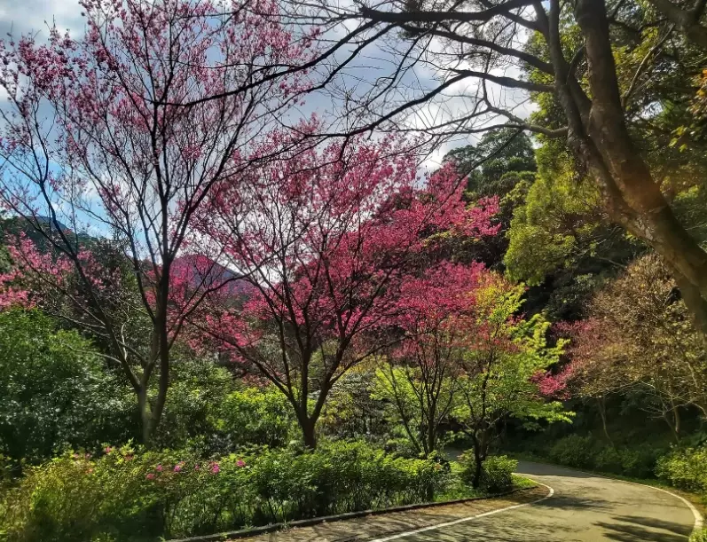 青山路櫻花