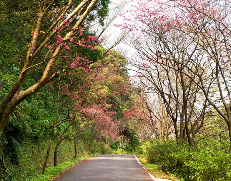 台中櫻花步道