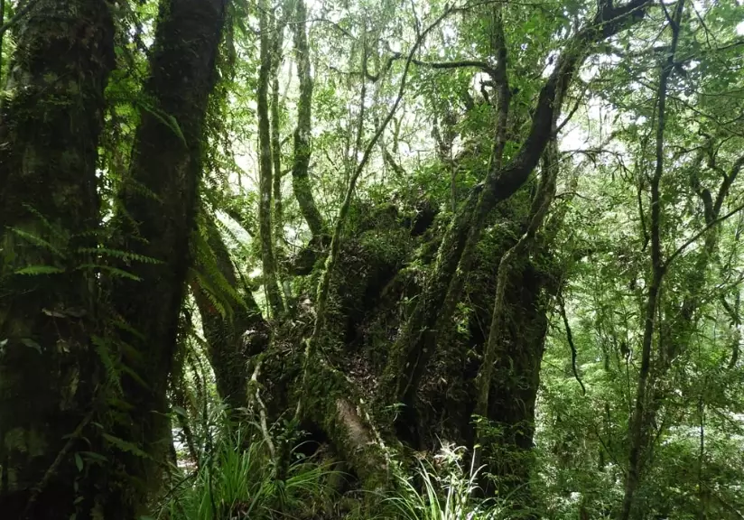 麻荖漏山步道