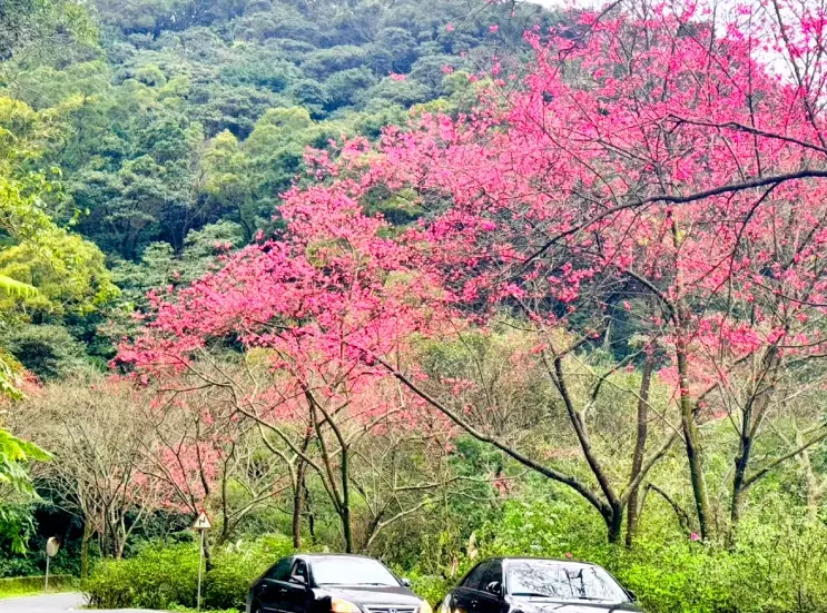 台中櫻花步道