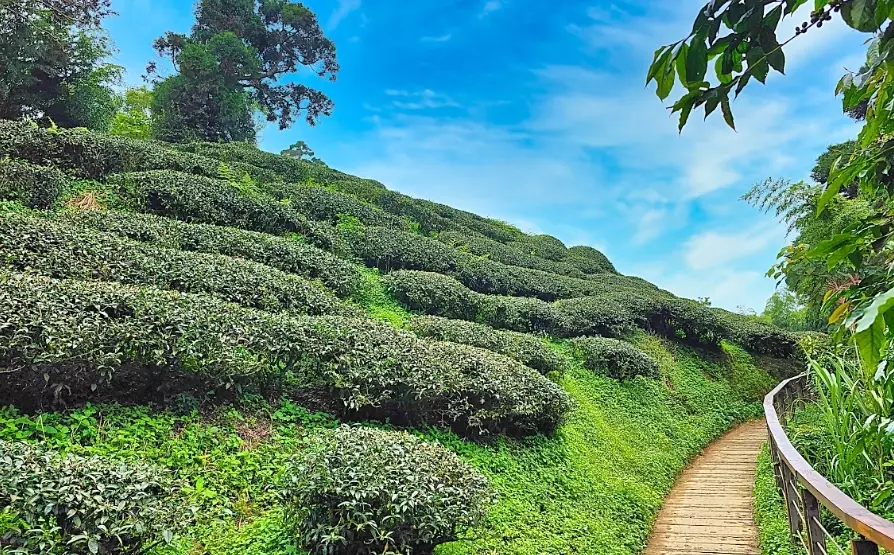 梅山茶園步道怎麼走