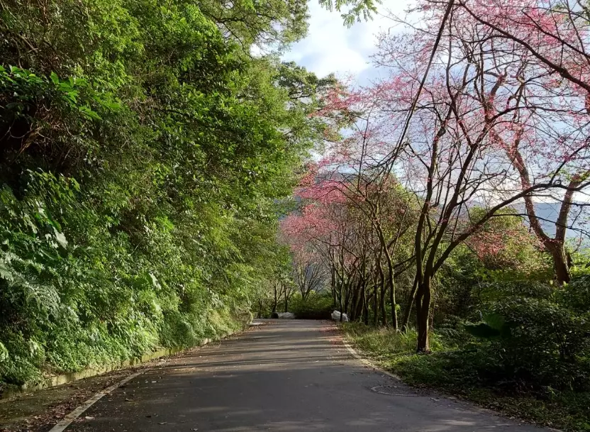 青山路櫻花步道