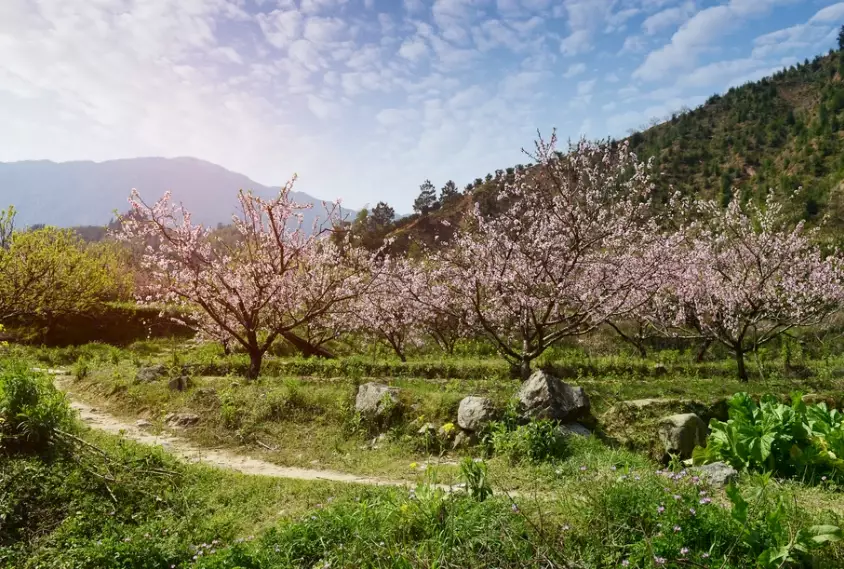 桃山步道交通