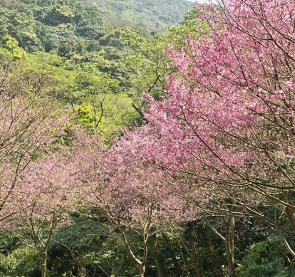 青山路櫻花