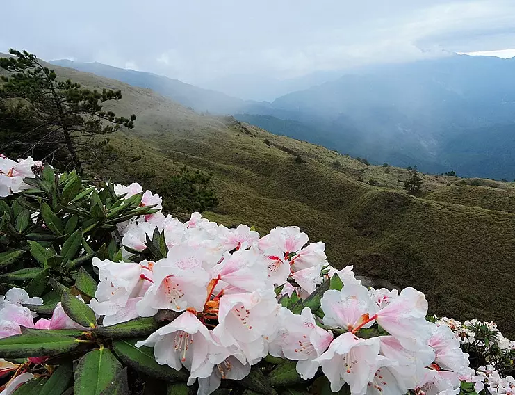 台灣高山杜鵑