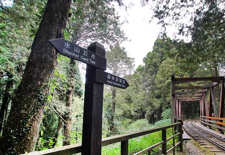 水山巨木步道