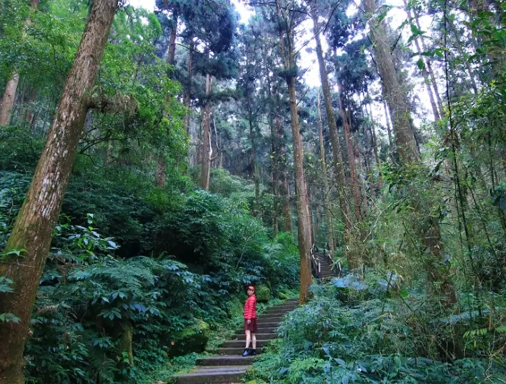 阿里山步道