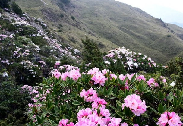 奇萊山步道