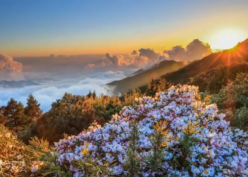 台灣高山杜鵑