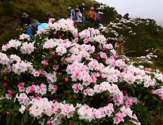 奇萊山步道