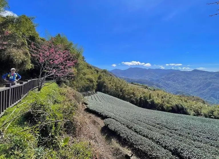 阿里山步道