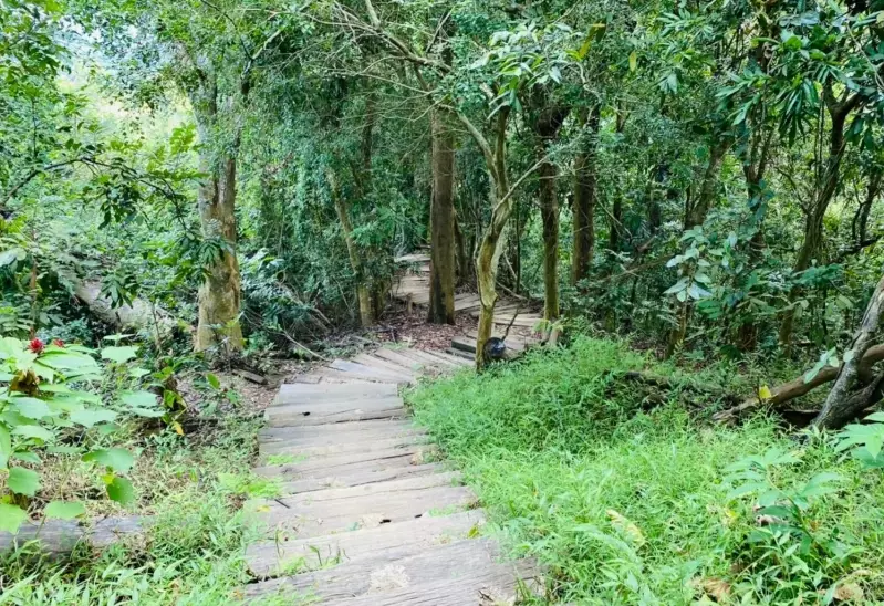 鈺鼎步道糖子恩山
