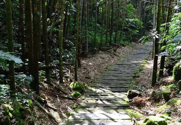 阿里山步道推薦